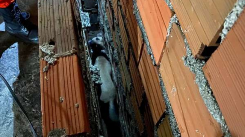 Cadela ficou presa entre paredes, e o Corpo de Bombeiros foi acionado(foto: Divulgaç&atild...