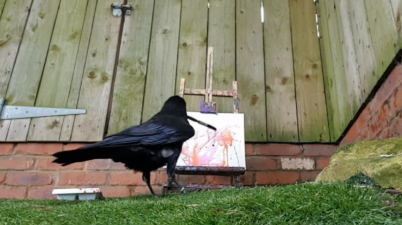 Os cuidadores de Odin explicam que deram um cavalete à ave cativa pela primeira vez há cerca de oito anos