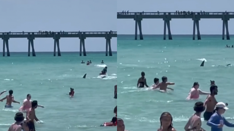 Tubarão passou próximo aos banhistas que estavam na praia