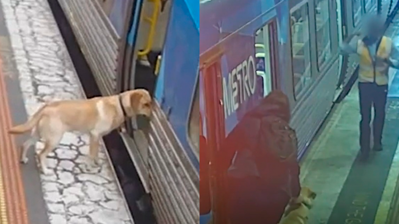 Cachorro foge de casa e pega metro sozinho na Austrália