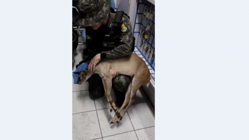 Animal apresentava sinais de estresse quando foi resgatado 