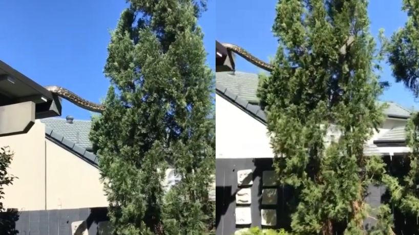 Essa espécie é bastante comum nas Autrália