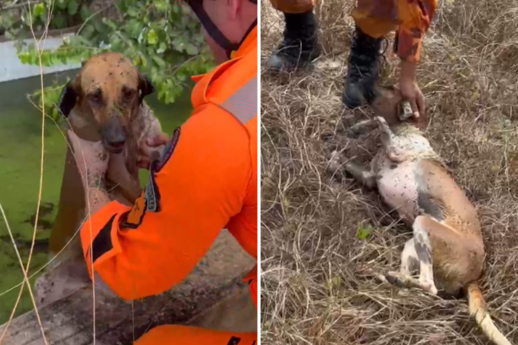 Cadela é resgatada de piscina de imóvel abandonado no Eusébio; animal é adotado logo depois