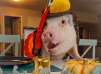 Diretamente de Nashville (EUA), Hamlet é um porquinho encantador, que diverte o público com suas selfies temáticas.