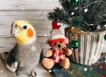 O Jack é uma calopsita superamável e que apaixona seus seguidores com fotos divertidas e diferenciadas.