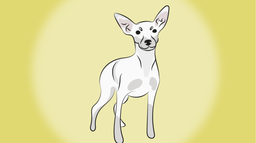 Apesar de ser mais comum encontrar pinschers em tons de preto e castanho, mutações genéticas podem levar à manifestação do fenótipo branco (Imagem: NataliaDean | Shutterstock)