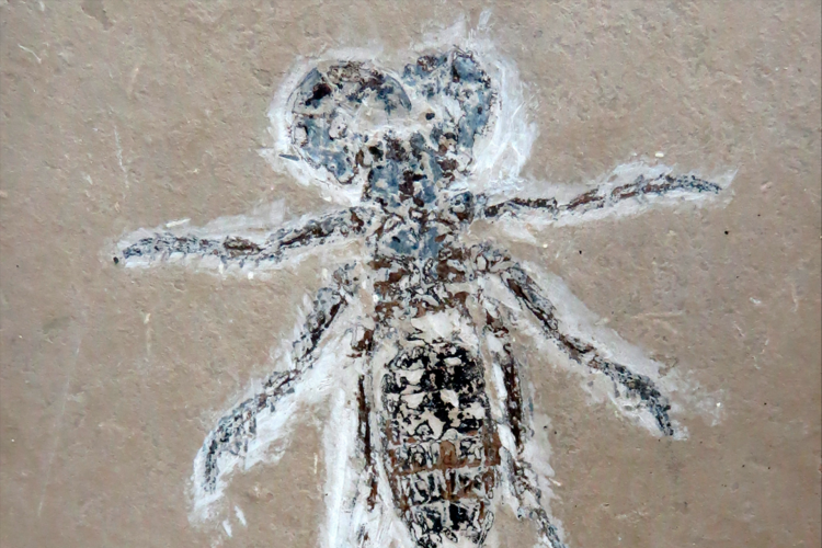 Escorpião-vinagre estava entre os fósseis encontradas na região do Araripe
