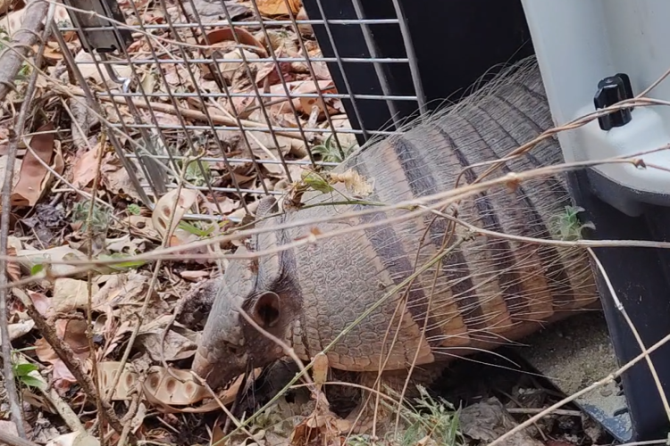 Com 33 ações realizadas no ano passado, Semace registra alto número de animais devolvido a natureza
