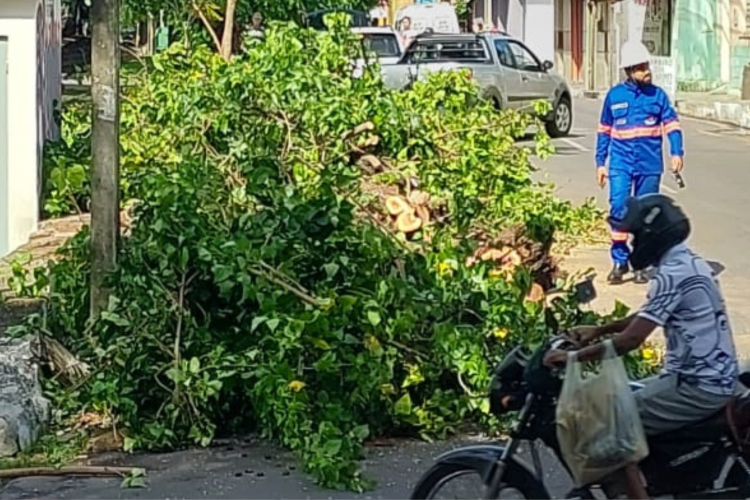 Chuvas causam queda de árvore em cruzamento de Juazeiro do Norte, no interior do Ceará
