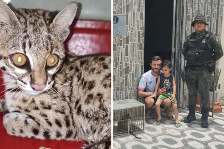 Gato-maracajá é resgatado de residência em Irapuan Pinheiro
