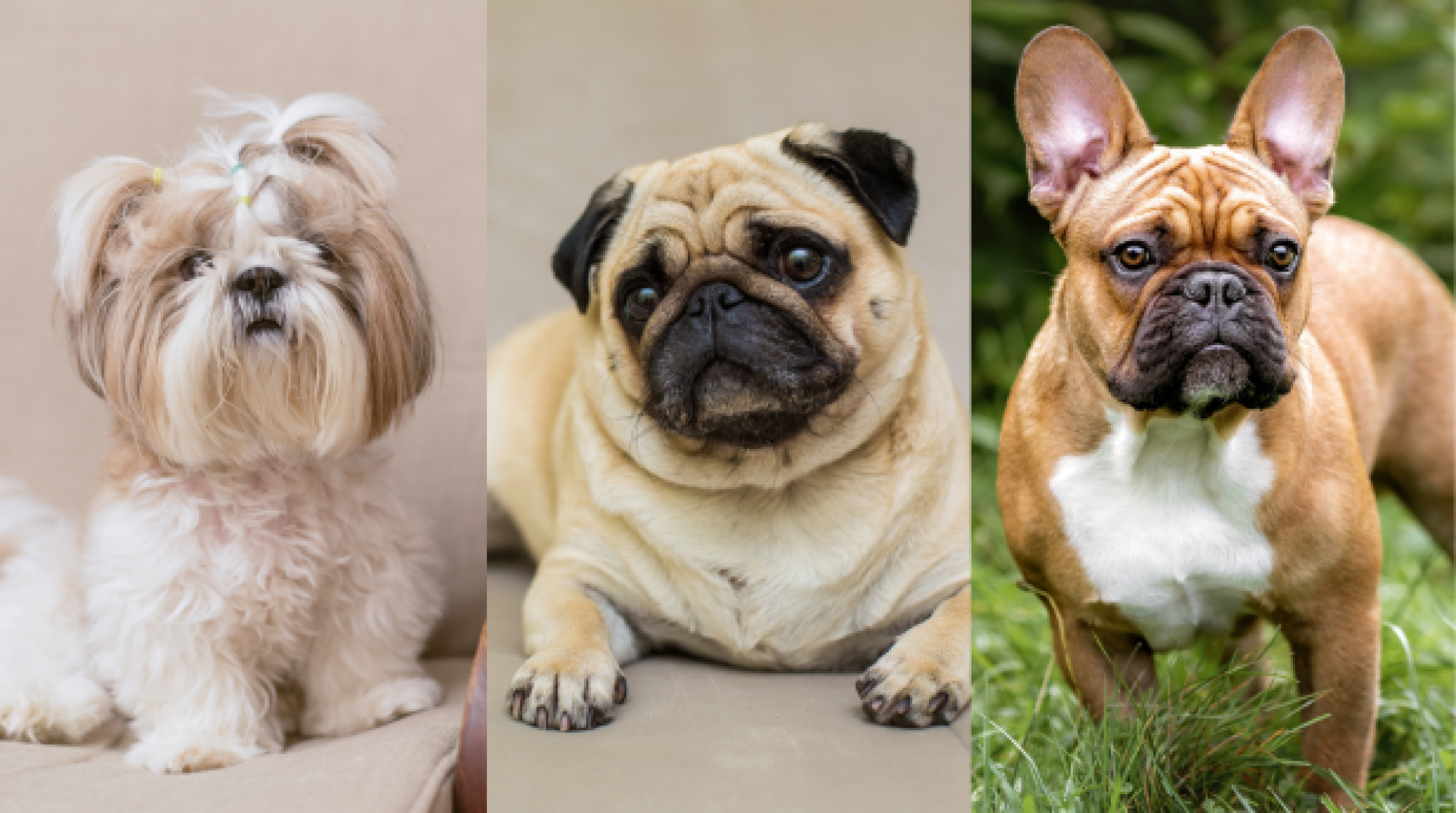 A cria&ccedil;&atilde;o e comercializa&ccedil;&atilde;o das ra&ccedil;as Shih Tzu, Pug e Buldogue Franc&ecirc;s est&atilde;o amea&ccedil;adas em territ&oacute;rio brasileiro.