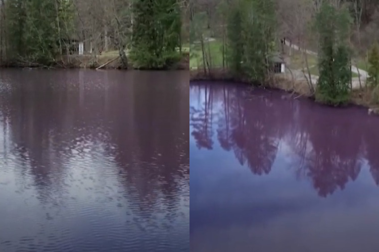  O lago Gipsbruchweihers, no sul da Alemanha, ficou totalmente roxa e tem atraído curiosos e turistas