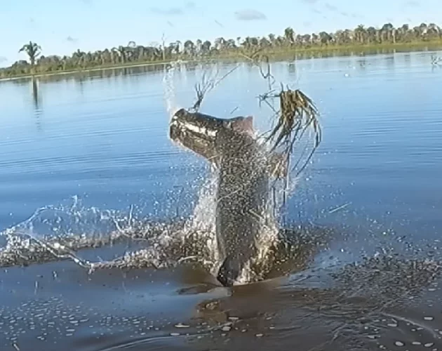 Em maio de 2023, bombou na web o vídeo de um youtuber brasileiro que se deparou com um pirarucu gigante. Fabio Fregona, o Baca, passou por uma saga que durou 20 minutos para pescar um animal de quase 2,5 metros e mais de 130 quilos. 