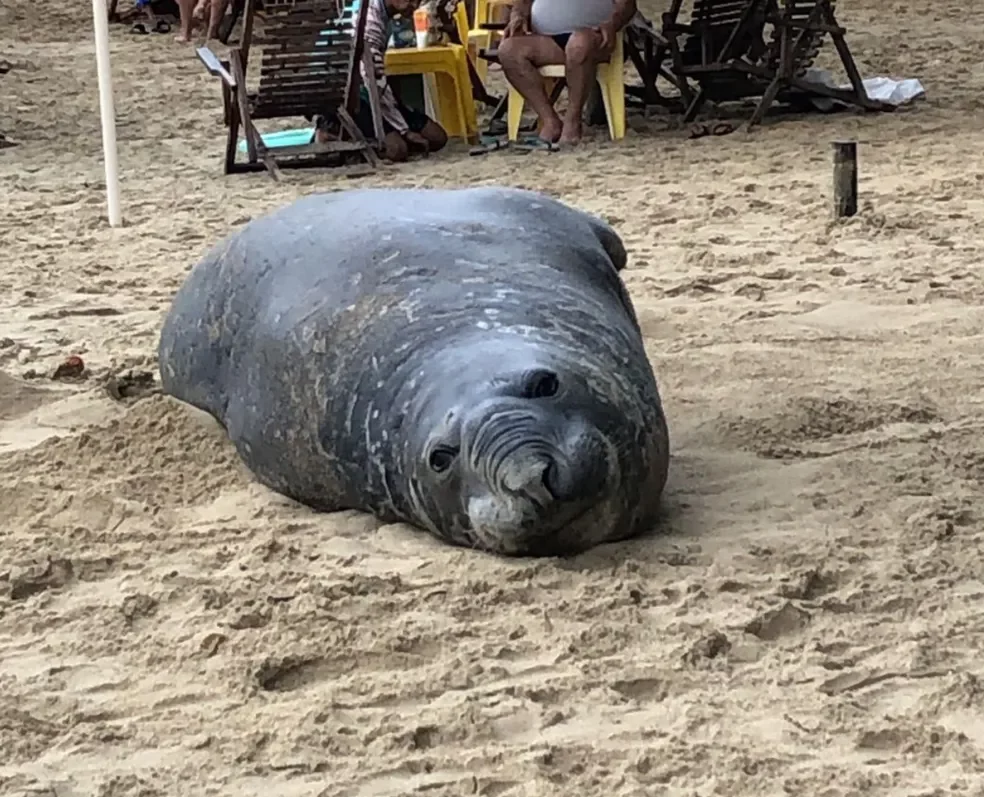 Os elefantes-marinhos geralmente retornam aos lugares onde nasceram. Então, é provável que Niel pense que está em sua casa. disse ao jornal 'The New York Times'.