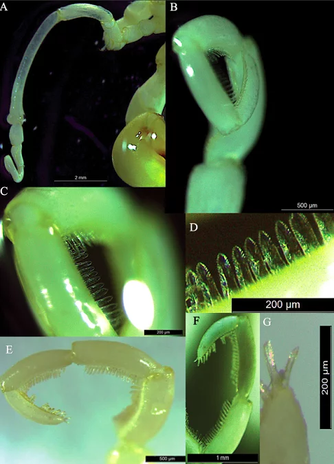 Essas criaturas diferentes se alimentam usando uma tromba que parece um canudo e respiram através das pernas, indo contra tudo que se conhece da biologia animal.