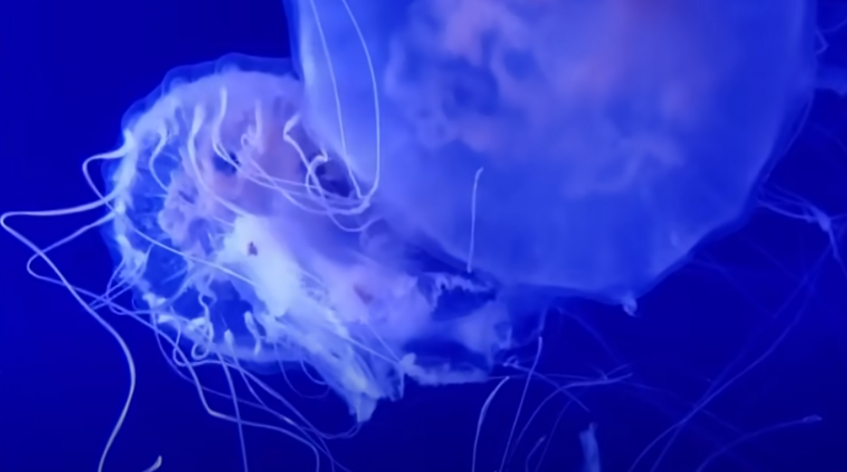 E ainda é possível encontrar as águas vivas chamadas de garrafas azuis, que podem ser mortais.