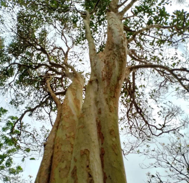 A outra é a Eugenia superba, batizada da linguagem comum como cereja-amarela-de-niterói. Há três árvores desse tipo no parque. 