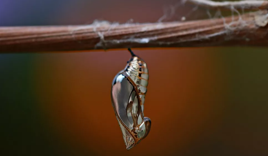 Essa fase de lagarta pode ser determinante para certos objetivos. Por exemplo, a lagarta Monarca se alimenta de plantas venenosas para desenvolver toxinas. Por isso, ao virar borboleta, ela é uma das espécies mais perigosas para os predadores. 