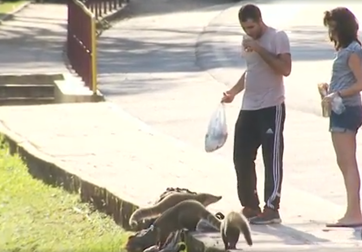 Os quatis podem chegar perto dos visitantes quando as pessoas oferecem alimentos para eles. Os quatis são selvagens e podem causar ferimentos. Por isso, a orientação é não interagir com os bichos. 