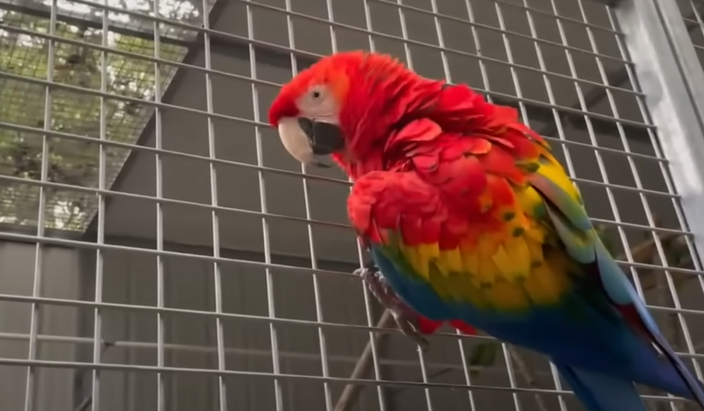 Uma dor de cabeça que começou quando um dos papagaios da casa, chamado Thor, aprendeu a abrir fechaduras.