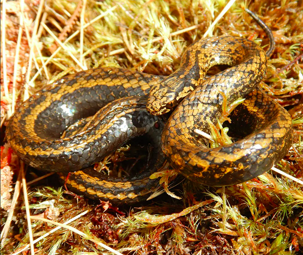 Embora um macho dessa espécie tenha sido encontrado em maio de 2022, no Peru, somente no dia 15/8/2023 é que a publicação científica sobre essa descoberta foi divulgada no periódico Salamandra.