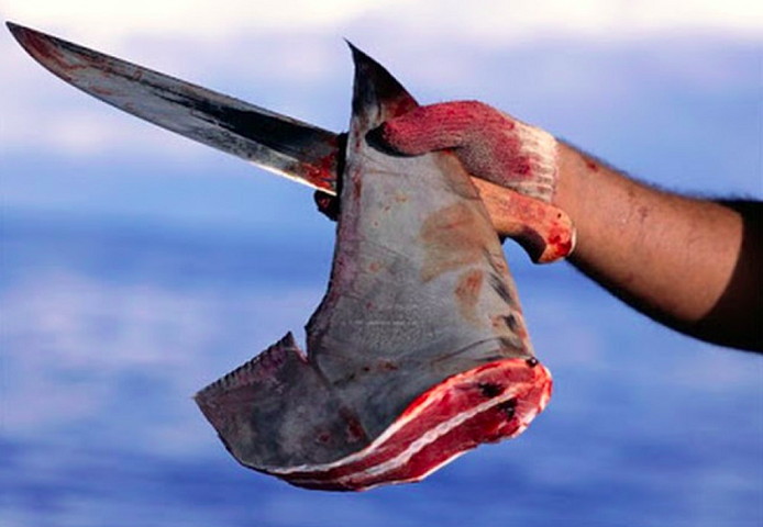 Consideradas iguarias no mercado asiático, as barbatanas de tubarão podem atingir preços extremamente elevados, chegando a custar mais de US$ 1,5 mil por quilo (aproximadamente R$ 8 mil).