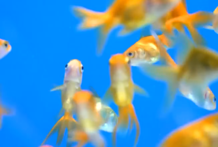 Segundo um professor de ciências biológicas na University of Toronto Scarborough, mesmo que as carpas douradas tenham sido trazidas para a América do Norte no final do século 19, a quantidade de carpas selvagens começou a aumentar muito nos últimos 20 anos. 