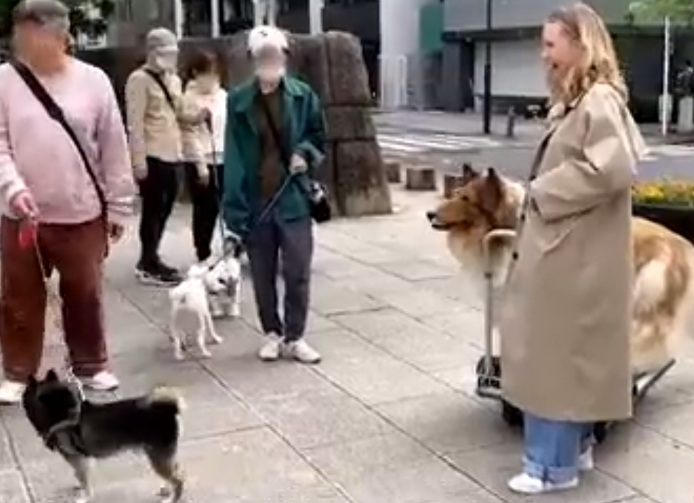 Um dos maiores prazeres do homem-cachorro no passeio no parque foi a interação com 'outros cães'. 