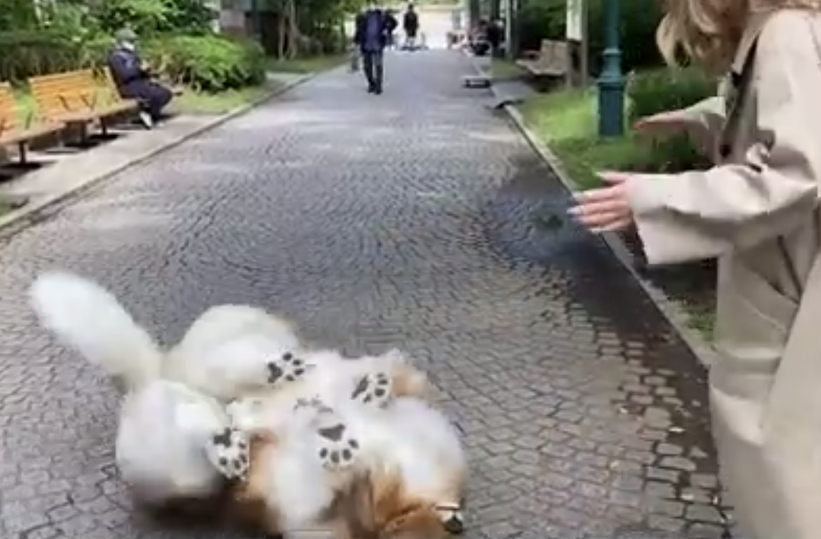 O primeiro passeio foi num parque e Toko até rolou no chão, tamanha a felicidade de poder se passar por cão em público. 