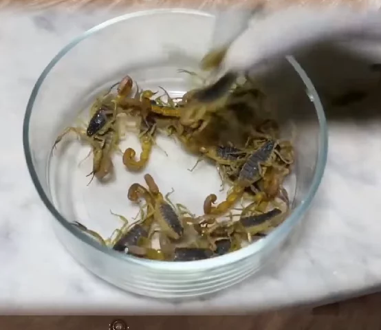 Embora seja conhecido como escorpião amarelo, sua cor pode variar de amarelo claro a marrom escuro.