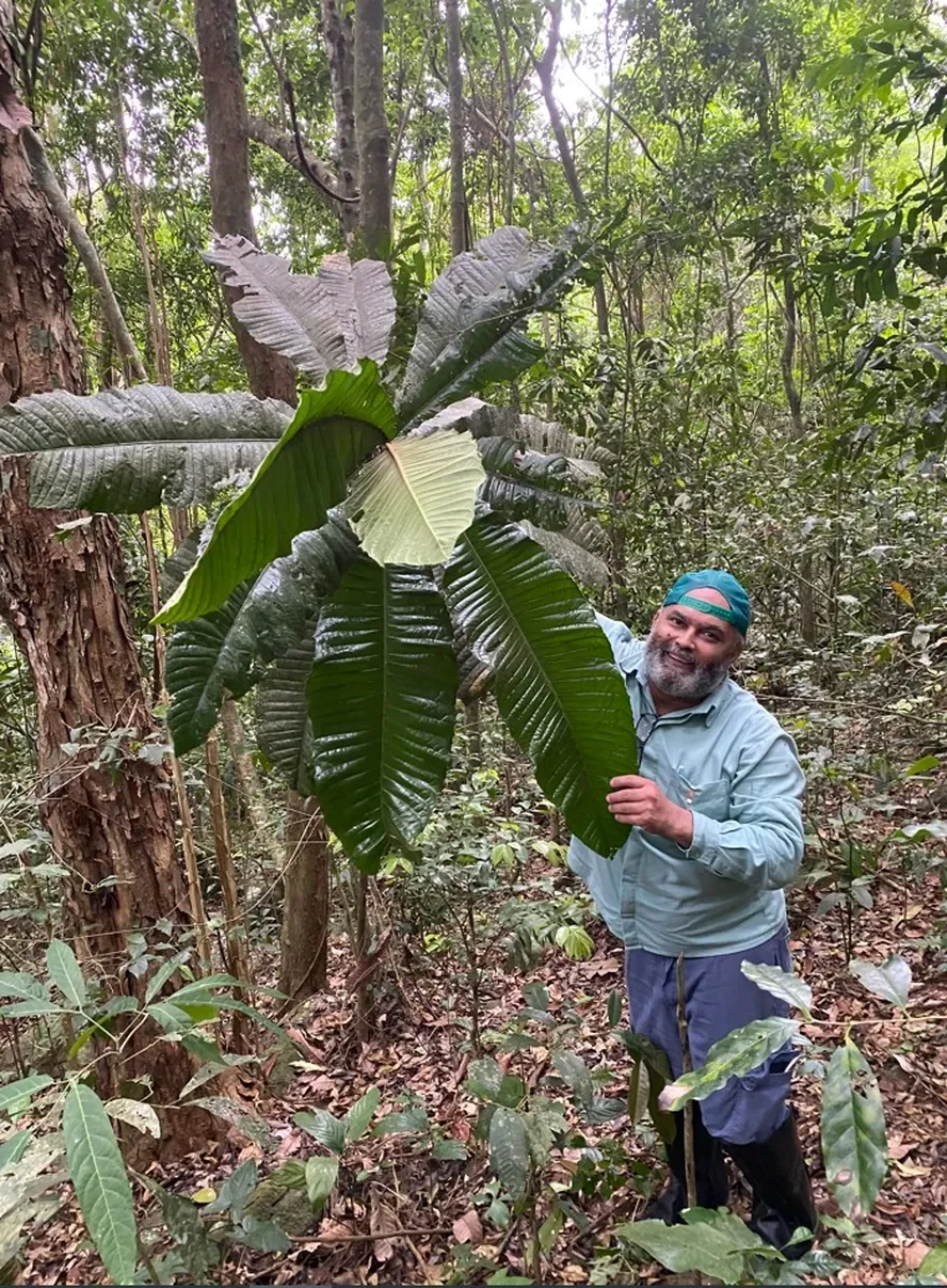 A Guapeba (fruta-do-Imperador ou árvore-imperial) é rara. Mas foi encontrada recentemente na Reserva Biológica de Duas Bocas, em Cariacica (ES)  por uma equipe do Instituto Estadual de Meio Ambiente e Recursos Hídricos e da Vale do Rio Doce.