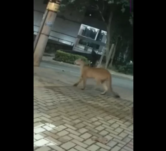 Câmeras de monitoramento gravaram imagens da onça passeando calmamente pelas ruas da cidade. Felizmente, ninguém estava por ali na hora. 