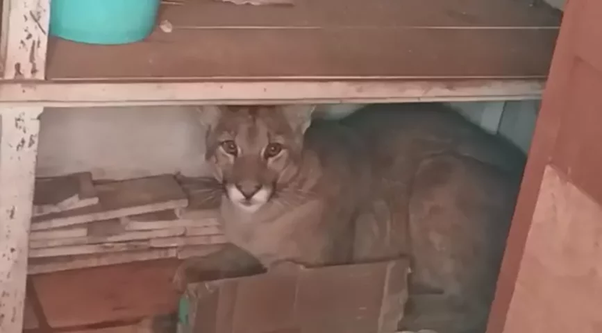 Também no dia 22/7/2022, uma outra onça da mesma espécie invadiu uma casa em Assaí, no Paraná. 