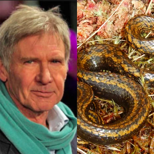 Curiosamente, Harrison Ford foi homenageado em 2023 dando nome a uma espécie de cobra recém-descoberta: a “Tachymenoides harrisonfordi”. O animal tem uma coloração marrom e amarela, e mede cerca de 41 cm. 
