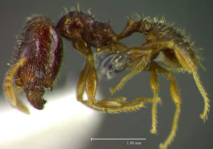 Ford também já havia sido homenageado dessa maneira anteriormente. Por exemplo, o nome científico de uma formiga (Pheidole harrisonfordi) e o de uma aranha (Calponia harrisonfordi) foram inspirados nele.