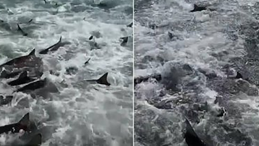 Os tubarões batiam freneticamente na embarcação, loucos atrás dos peixes, e quem estava no barco ficou desesperado.  Mas ninguém ficou ferido.  Imagens mostram claramente a enorme quantidade de tubarões rodeando o barco. Foram cenas que repercutiram nas mídias sociais. 
