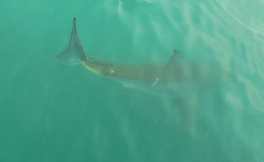 Veja agora algumas orientações para evitar atrair tubarões.  Não entre no mar no fim da tarde ou no amanhecer, quando a claridade é fraca. Prefira horários de luminosidade intensa. 