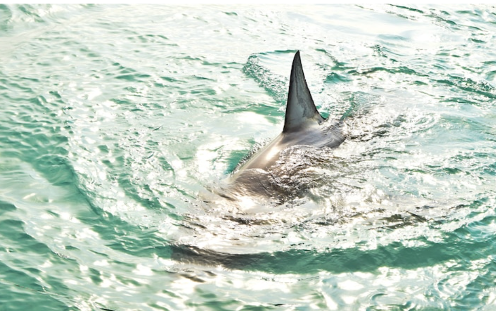 O primeiro grande levantamento global de ataques de tubarões apontou quantos casos ocorreram desde 1580 e 2022 no mundo.