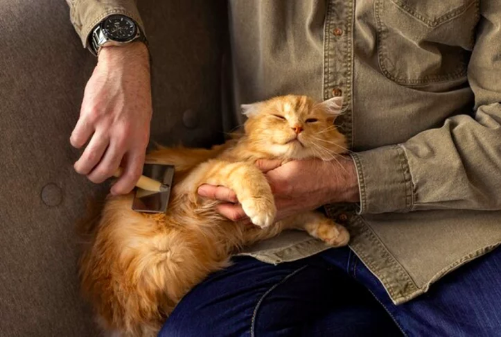 Em geral, os gatos vivem até 20 anos ( equivale a cerca de um século da vida humana). Eles passam 2/3 do seu dia dormindo, ou seja, permanecem acordados por aproximadamente 7 anos.