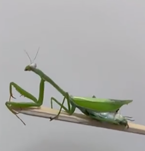 Em São Paulo, um caso ocorrido em 2022 chamou atenção na internet. Um louva-a-deus de estimação foi submetido a cirurgia na clinica veterinária Exotic Pets, especializada em tratamento de animais domésticos não convencionais. 