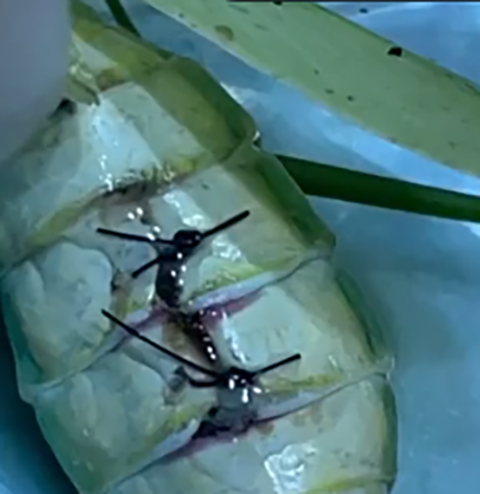 O louva-a-deus havia caído e ferido o abdômen. Ele passou por uma cirurgia delicada para um animal tão sensível. Ele ficou com os pontos e o veterinário Luiz Fernando Guaraná disse: O animal mais estranho que eu já atendi. A cirurgia foi bem, mas o bichinho acabou morrendo depois. 