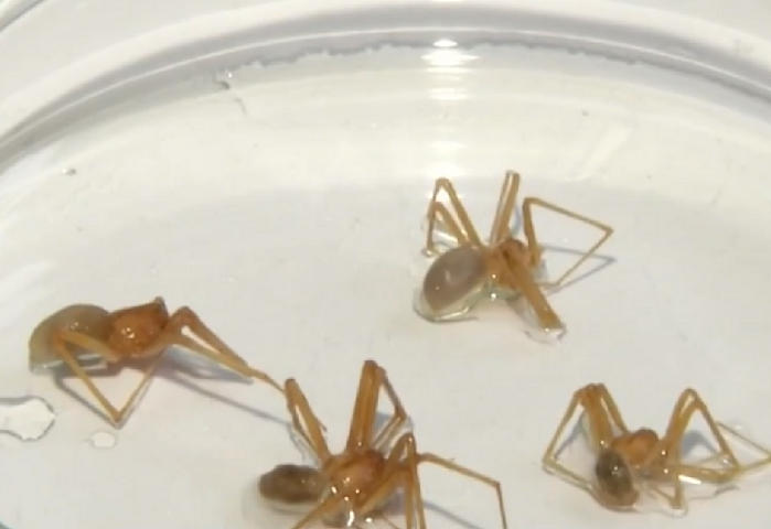 Essas aranhas fazem peregrinação à noite. E proliferam principalmente no verão. Durante o dia, elas se escondem sob cascas de árvores e folhas secas. Dentro das casas, ficam encostadas às paredes de sótãos, porões ou garagens. 