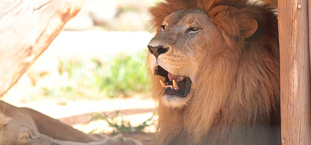 O leão é o segundo maior felino do mundo - ficando atrás do tigre, e tem um tempo de vida relativamente curto, podendo viver até 20 anos.