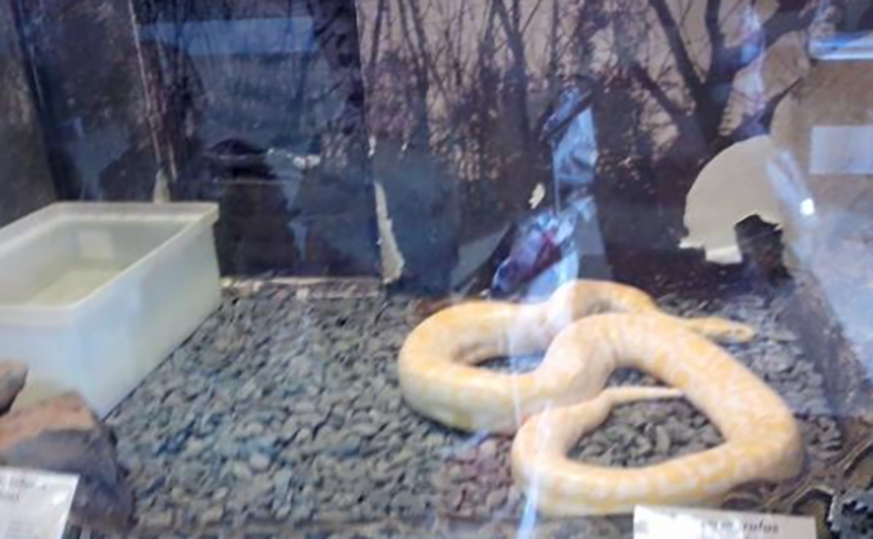  O museu pertence ao Centro de Estudos de Venenos e Animais Peçonhentos da Unesp, a Universidade Estadual Paulista. E fica na Fazenda Experimental de Lageado, a 5 km do Centro de Botucatu. Tem cerca de 100 espécies de animais peçonhentos. 