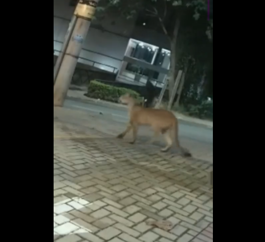 Câmeras de monitoramento gravaram imagens da onça passeando calmamente pelas ruas da cidade. Felizmente, ninguém estava por ali na hora. 