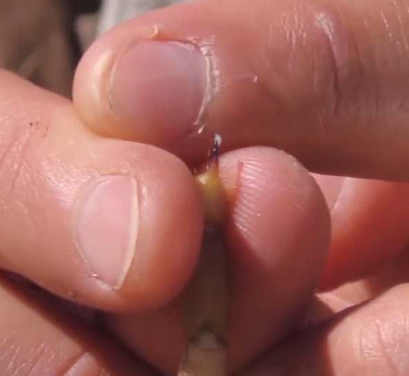 O preço alto do veneno se deve ao fato de que ele deve ser extraído manualmente, o que pode ser perigoso, e um escorpião só produz dois miligramas do líquido de cada vez. Veja outras curiosidades sobre o bicho!