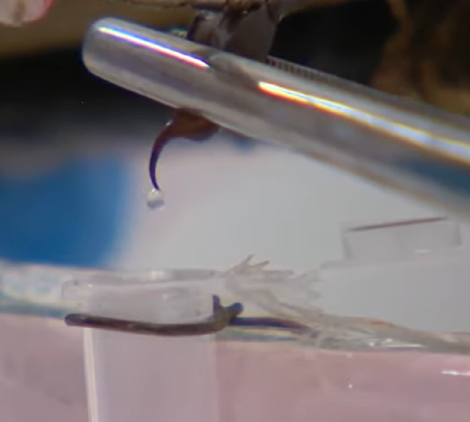 Este veneno não pode ser comprado em grandes quantidades e é normalmente comercializado em dosagens muito pequenas.