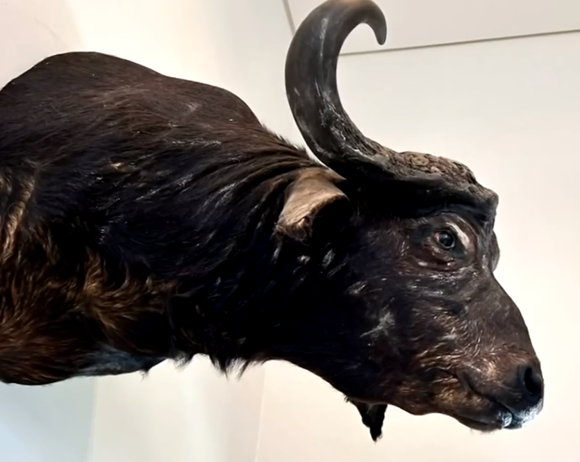 Além de animais inteiros, também havia cabeças de algumas espécies, como de búfalos. E a polícia também encontrou uma ave empalhada.