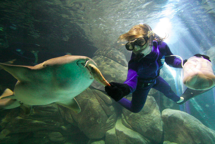 Acqua Mundo (SP): Esse aquário fica na cidade do Guarujá, em São Paulo, e foi inaugurado em 1992. Ele é dividido em três andares, cada um com um tema diferente: peixes, raias e tubarões.