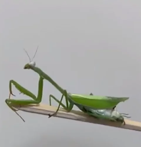 Em junho de 2022, um acontecimento inusitado ganhou as redes sociais. Um pequenino louva-a-deus passou por cirurgia após cair e se ferir no abdômen. 
